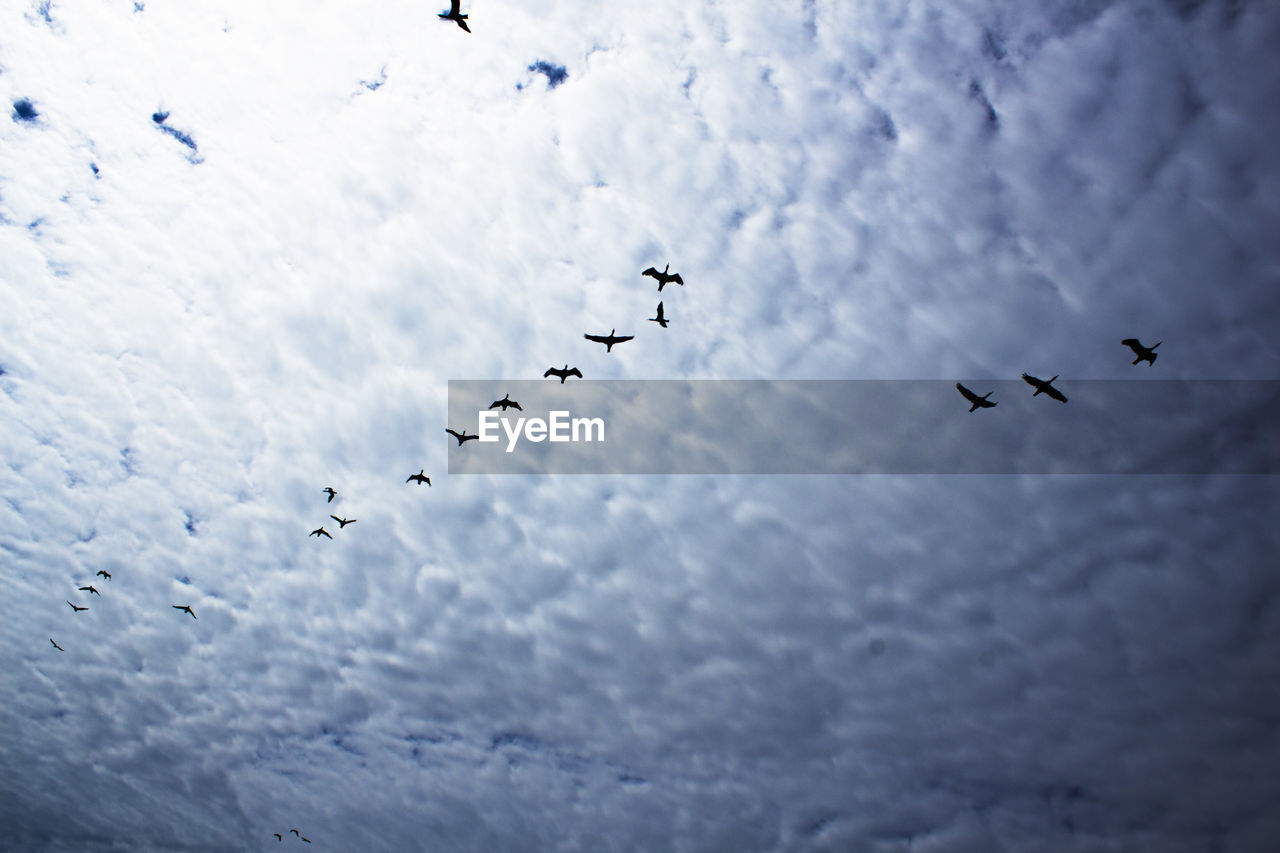 Bird migration against the sky 