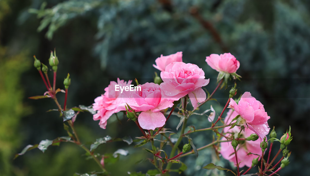 close-up of pink rose