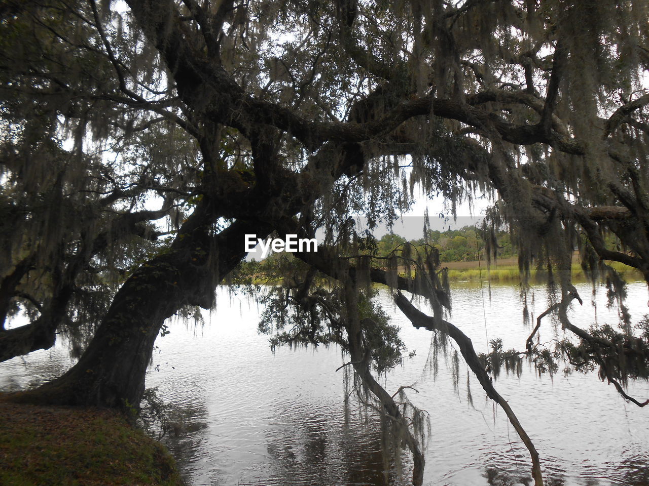 TREES REFLECTING IN LAKE