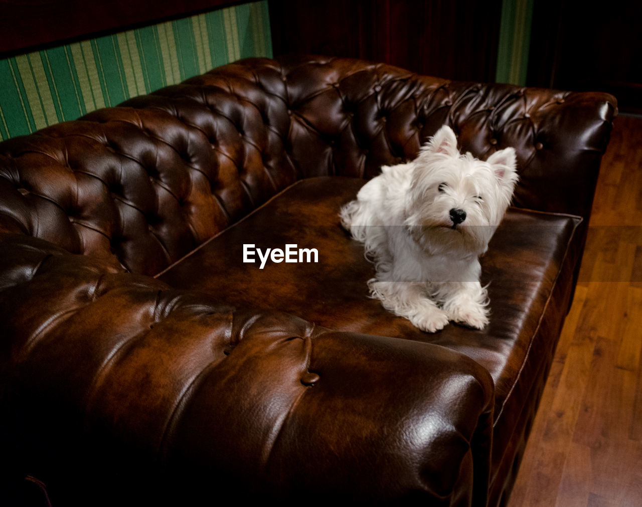 DOG RESTING ON SOFA AT HOME