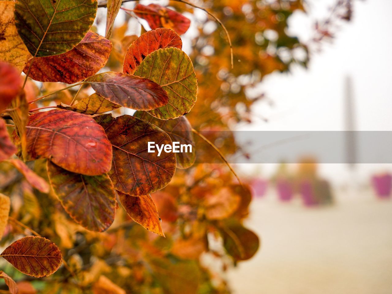 autumn, tree, leaf, plant part, plant, branch, nature, no people, focus on foreground, flower, beauty in nature, close-up, outdoors, day, tranquility, selective focus, sunlight, food and drink, yellow, food, fruit