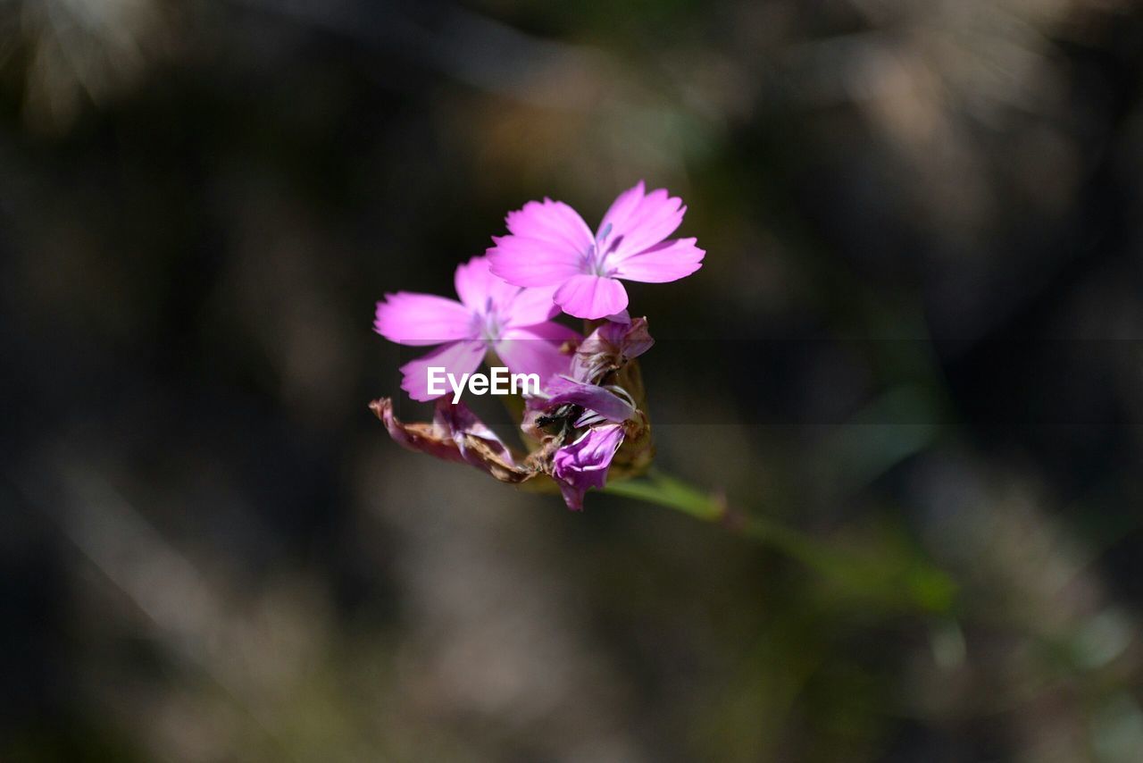 CLOSE-UP OF FLOWER BLOOMING