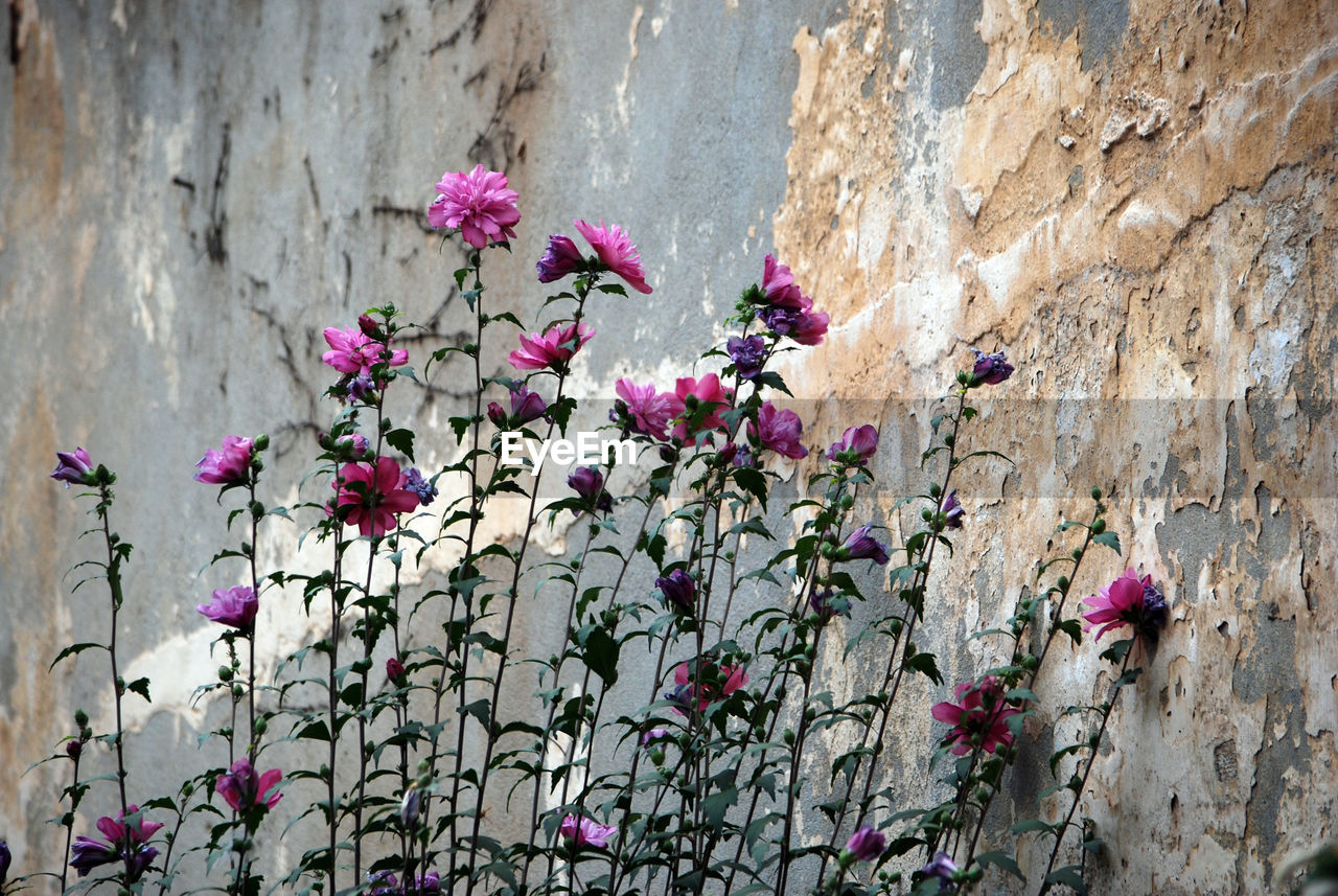 CLOSE-UP OF PURPLE FLOWERING PLANT AGAINST WALL