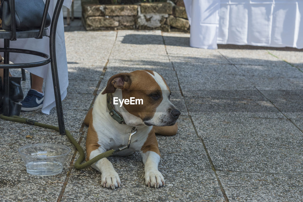 DOG LYING ON FOOTPATH