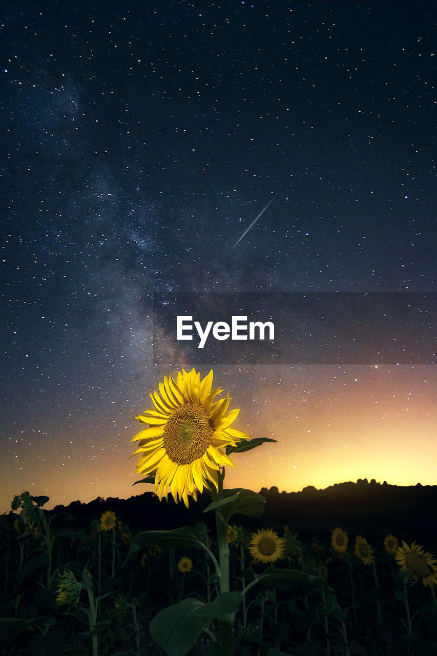 SCENIC VIEW OF SUNFLOWER FIELD AGAINST SKY