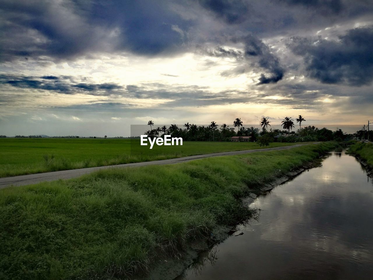 SCENIC VIEW OF RICE PADDY AGAINST SKY