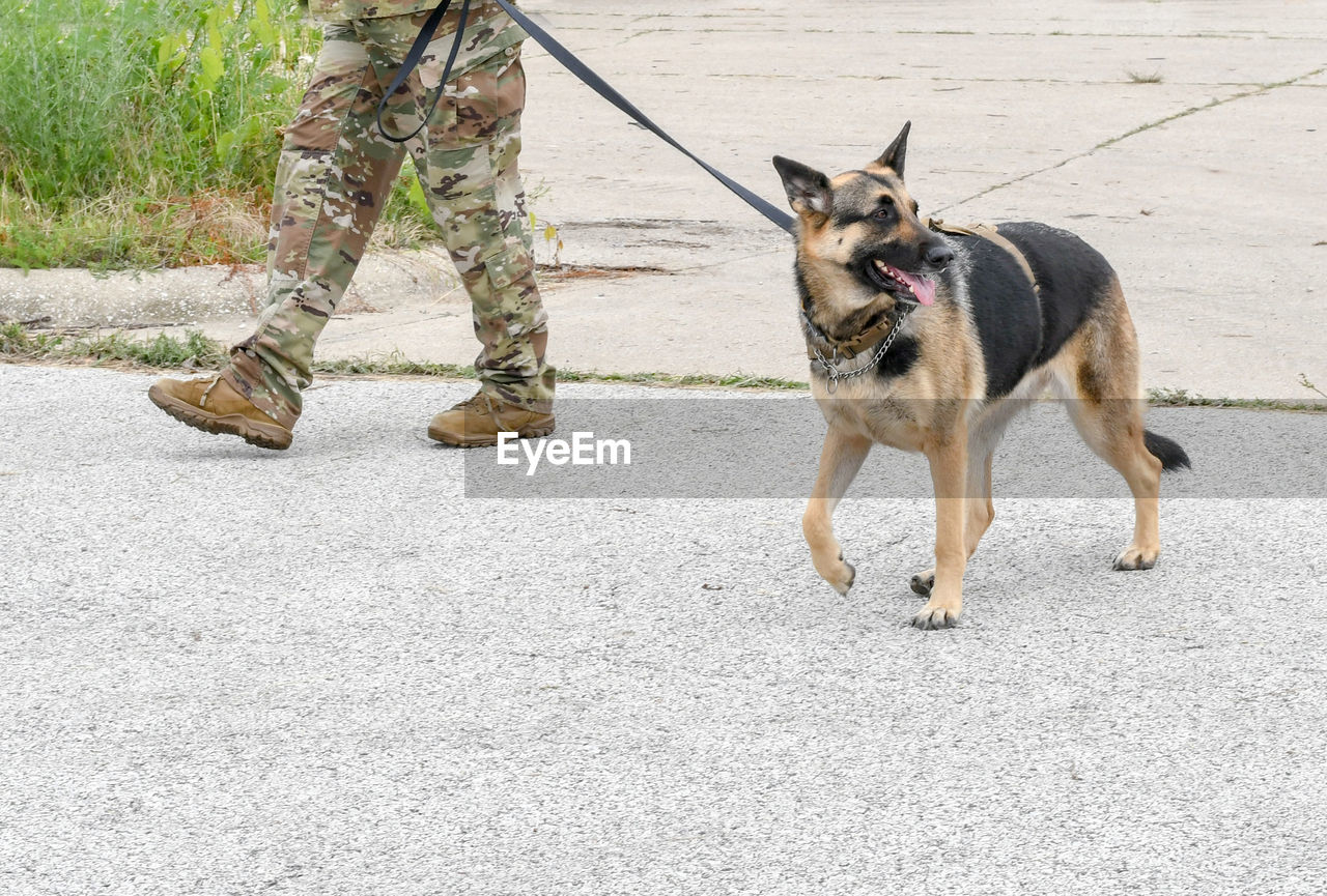 A soldier walks his military dog on a leash, both man and animal in uniform