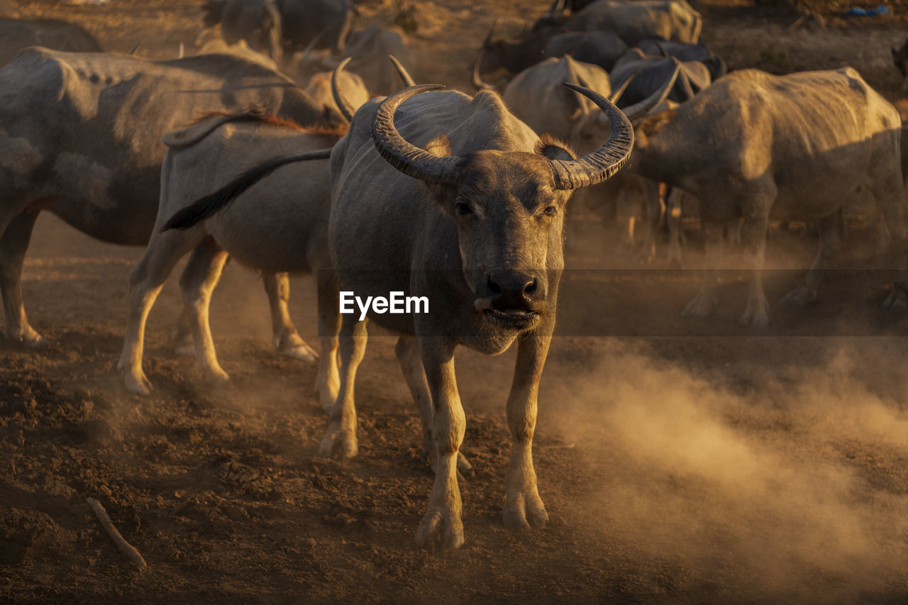 Buffaloes standing on land during sunset