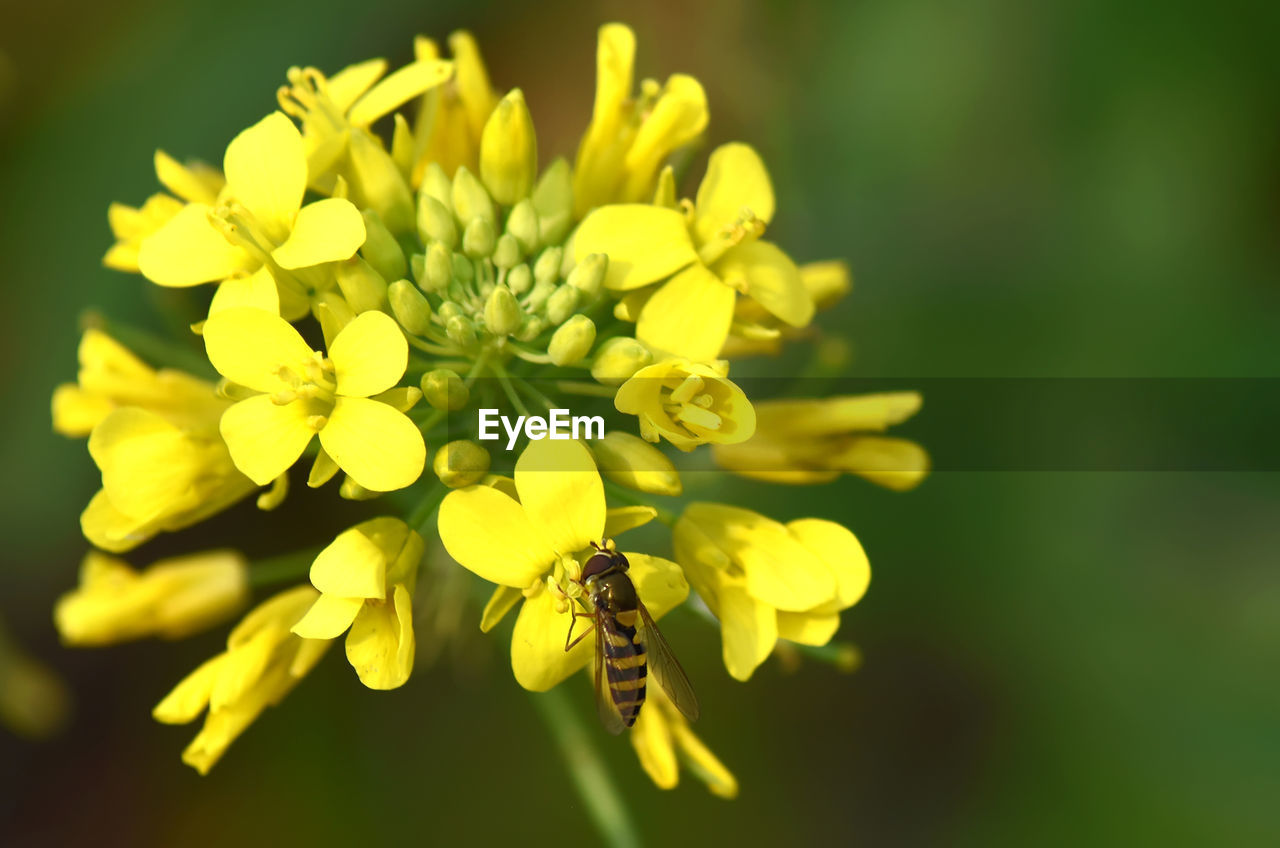 CLOSE-UP OF BEE POLLINATING YELLOW FLOWERS