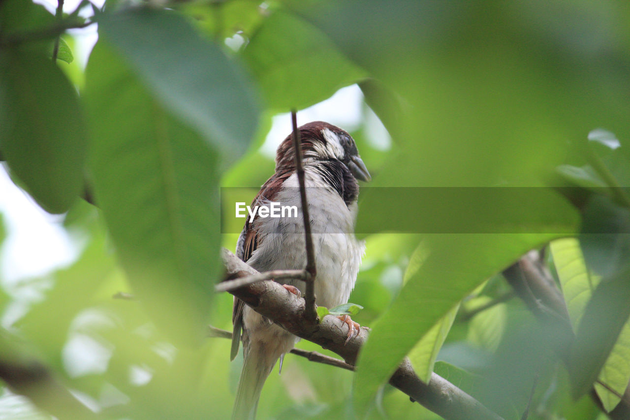 Male sparrow sitting on branch