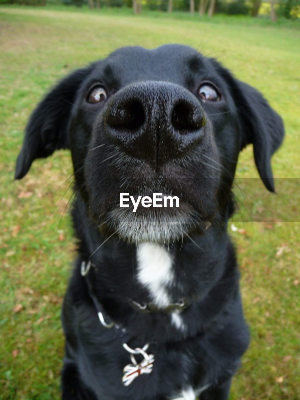 PORTRAIT OF BLACK DOG LYING ON FIELD