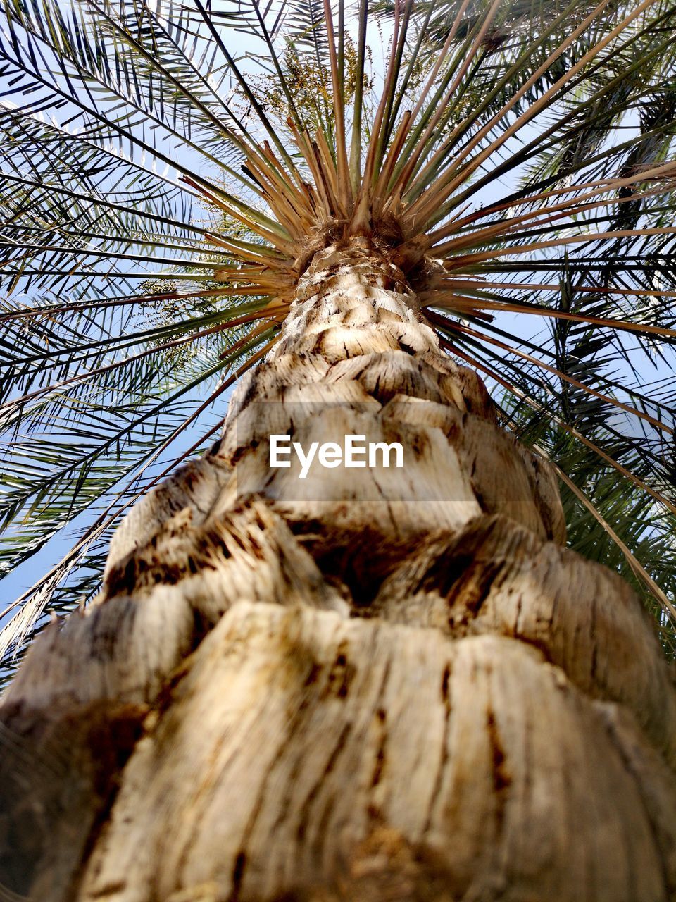 LOW ANGLE VIEW OF COCONUT PALM TREE AGAINST PLANTS