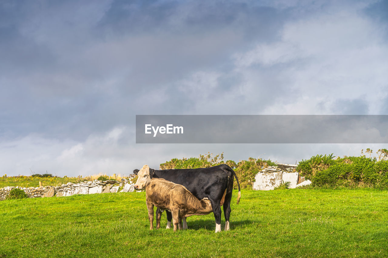 Young calf feeding on mothers milk on fresh green field, cliffs of moher, ireland