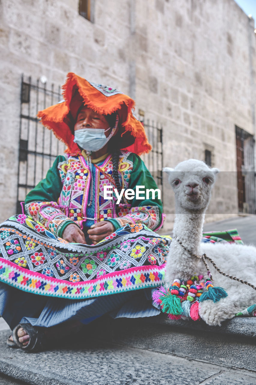 Peruvian woman in traditional clothes holding a baby llama in street, arequipa, peru