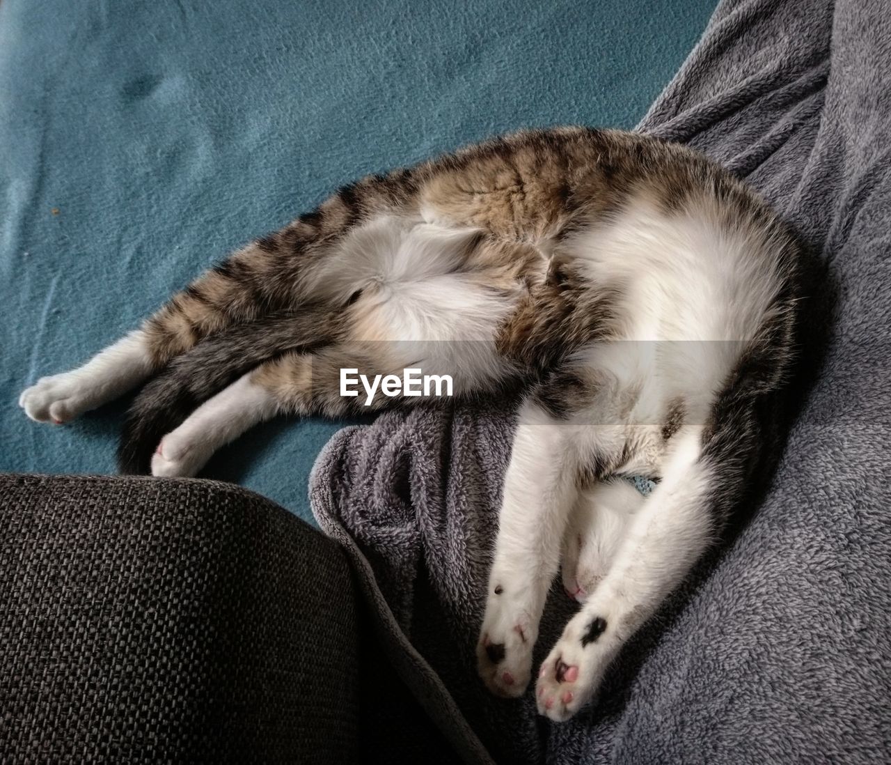 CLOSE-UP OF CAT SLEEPING ON SOFA