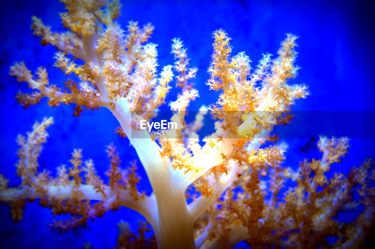 CLOSE-UP OF CORAL BY SEA