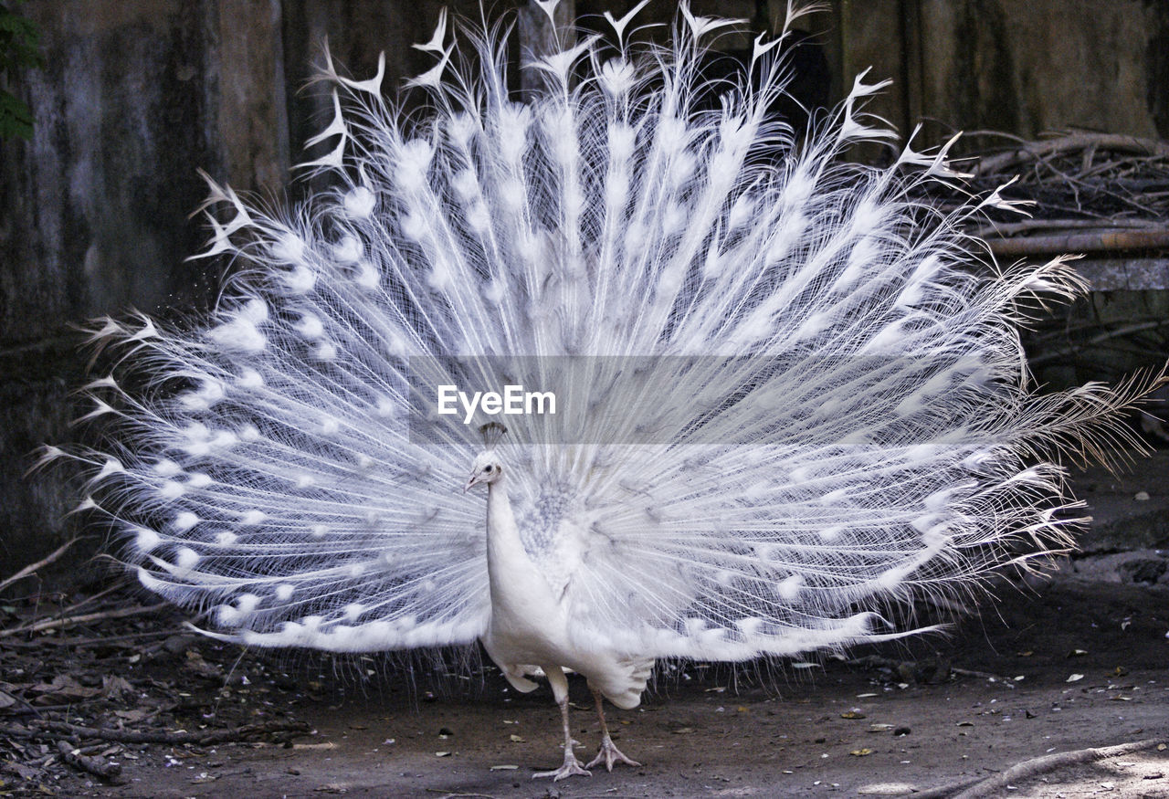 White peacock on field 