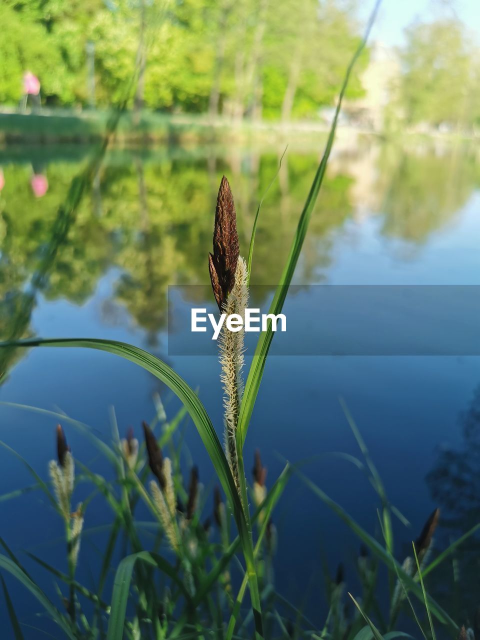 CLOSE-UP OF GRASS GROWING IN WATER