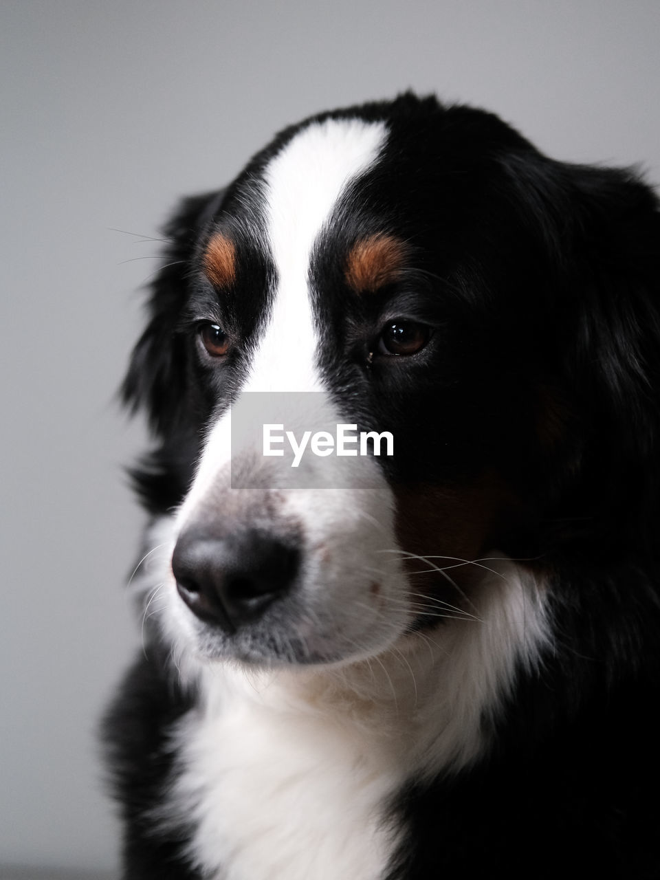 pet, one animal, domestic animals, dog, animal themes, canine, animal, mammal, portrait, black, border collie, indoors, animal body part, studio shot, animal head, close-up, looking, no people, looking at camera, puppy, cute