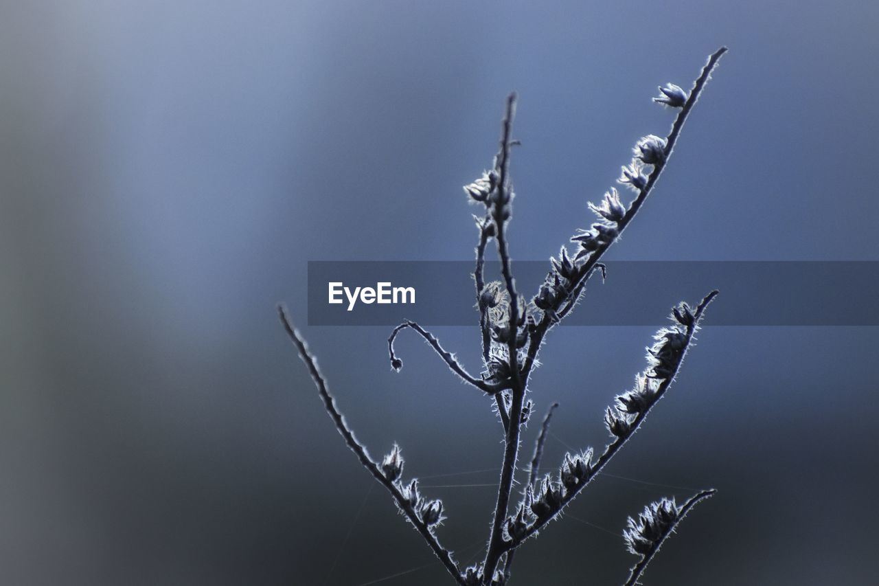 branch, twig, nature, plant, macro photography, no people, close-up, leaf, flower, beauty in nature, fragility, plant stem, focus on foreground, outdoors, tranquility, frost, moisture, winter, sky, growth, day, freezing, line