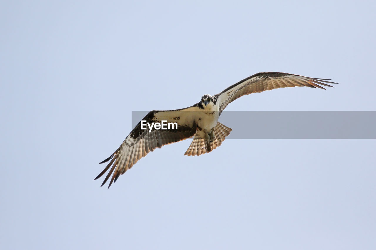 Low angle view of osprey flying against clear sky