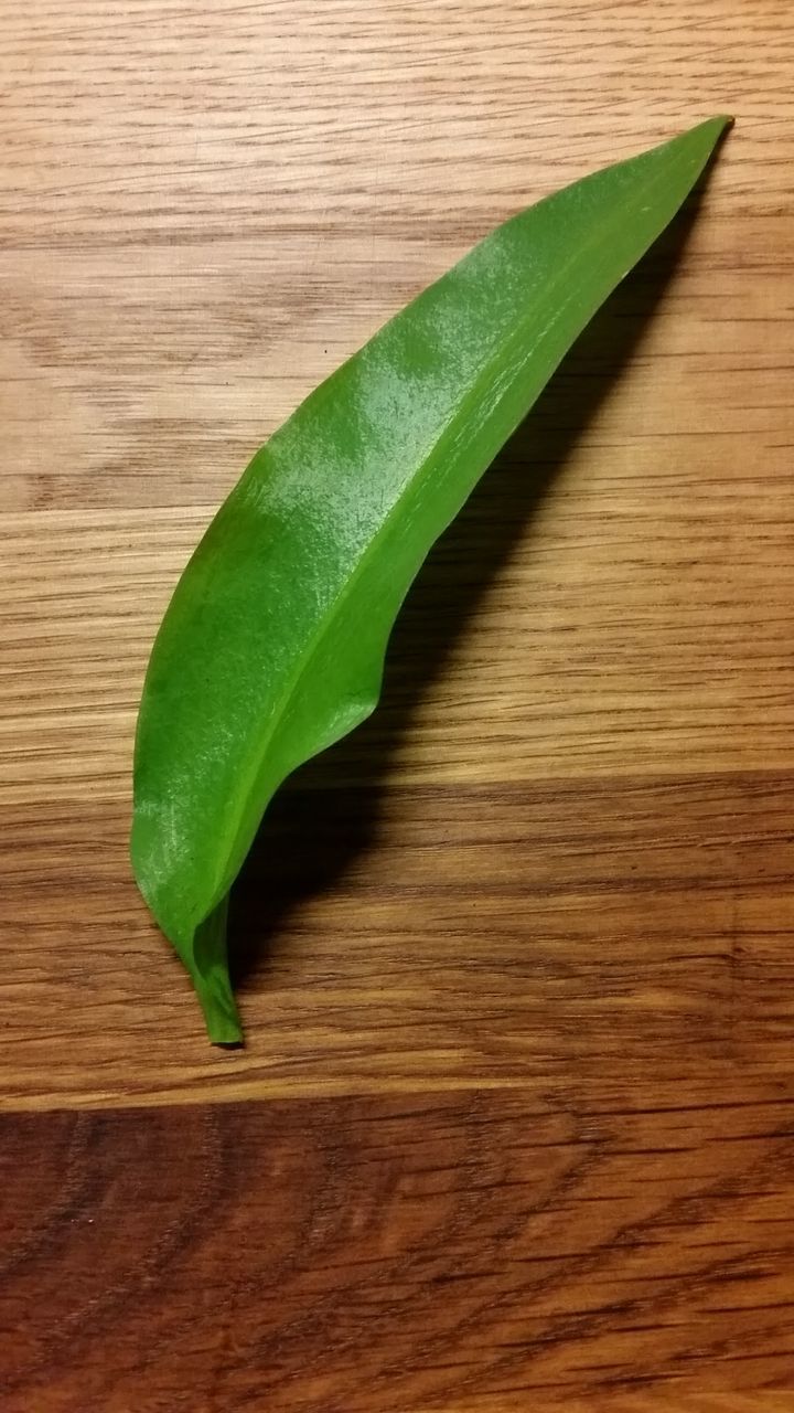 High angle view of leaf on table