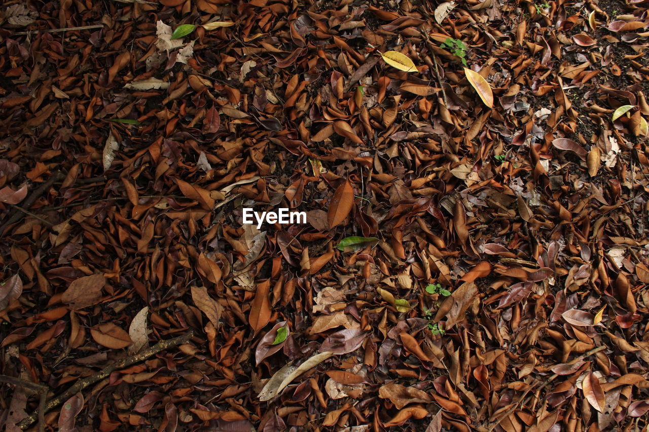 High angle view of dried leaves on field