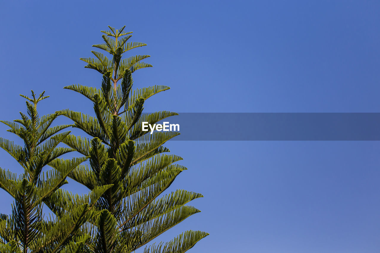 Low angle view of coconut palm tree against blue sky.