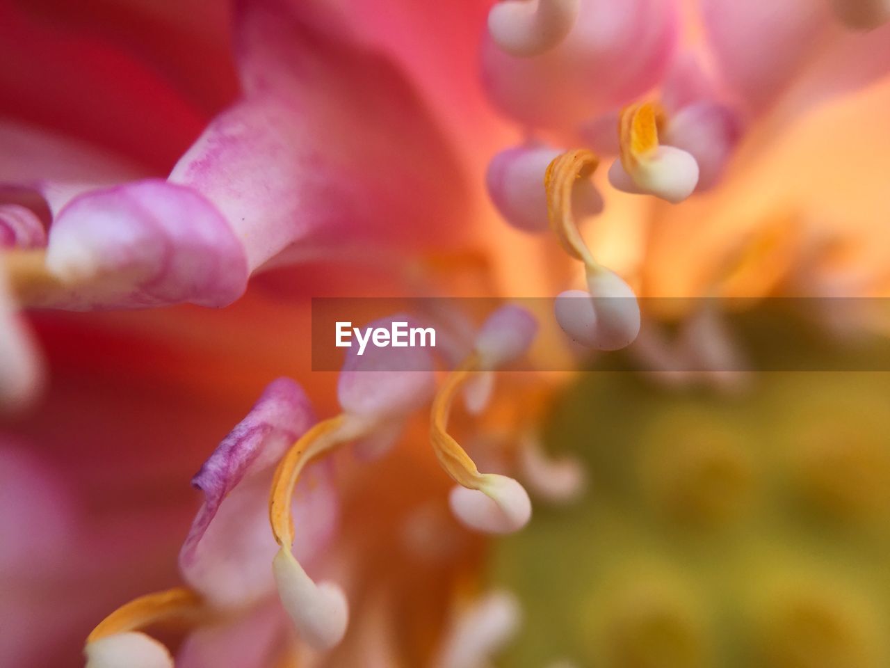 Close-up of purple flowering plant