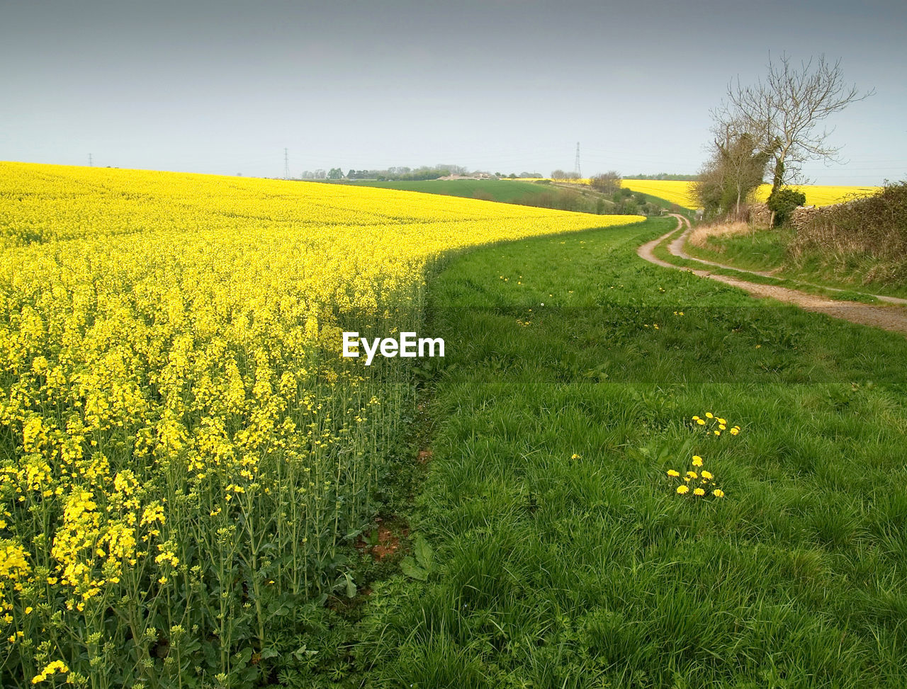 Plants in field 