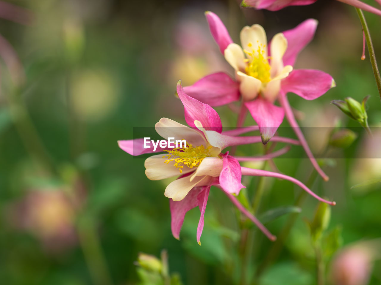 flower, flowering plant, plant, beauty in nature, freshness, pink, nature, close-up, petal, macro photography, flower head, fragility, blossom, multi colored, inflorescence, no people, focus on foreground, springtime, outdoors, growth, environment, wildflower, yellow, plant part, summer, leaf, magenta, selective focus, botany, water, tropical climate, tree, social issues, vibrant color