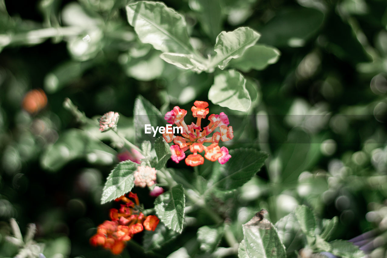 CLOSE-UP OF FLOWERING PLANTS