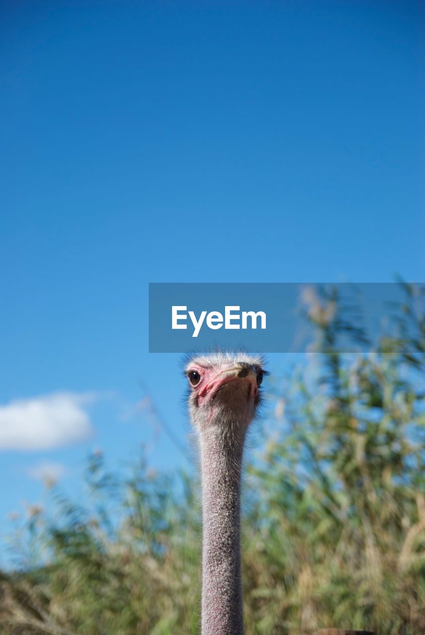 Close-up of a ostrich head against blue sky