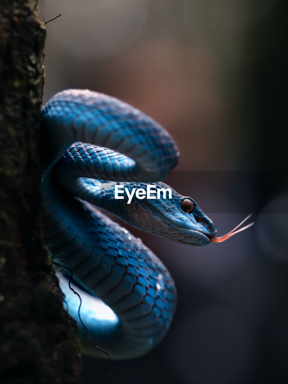 close-up of snake on plant