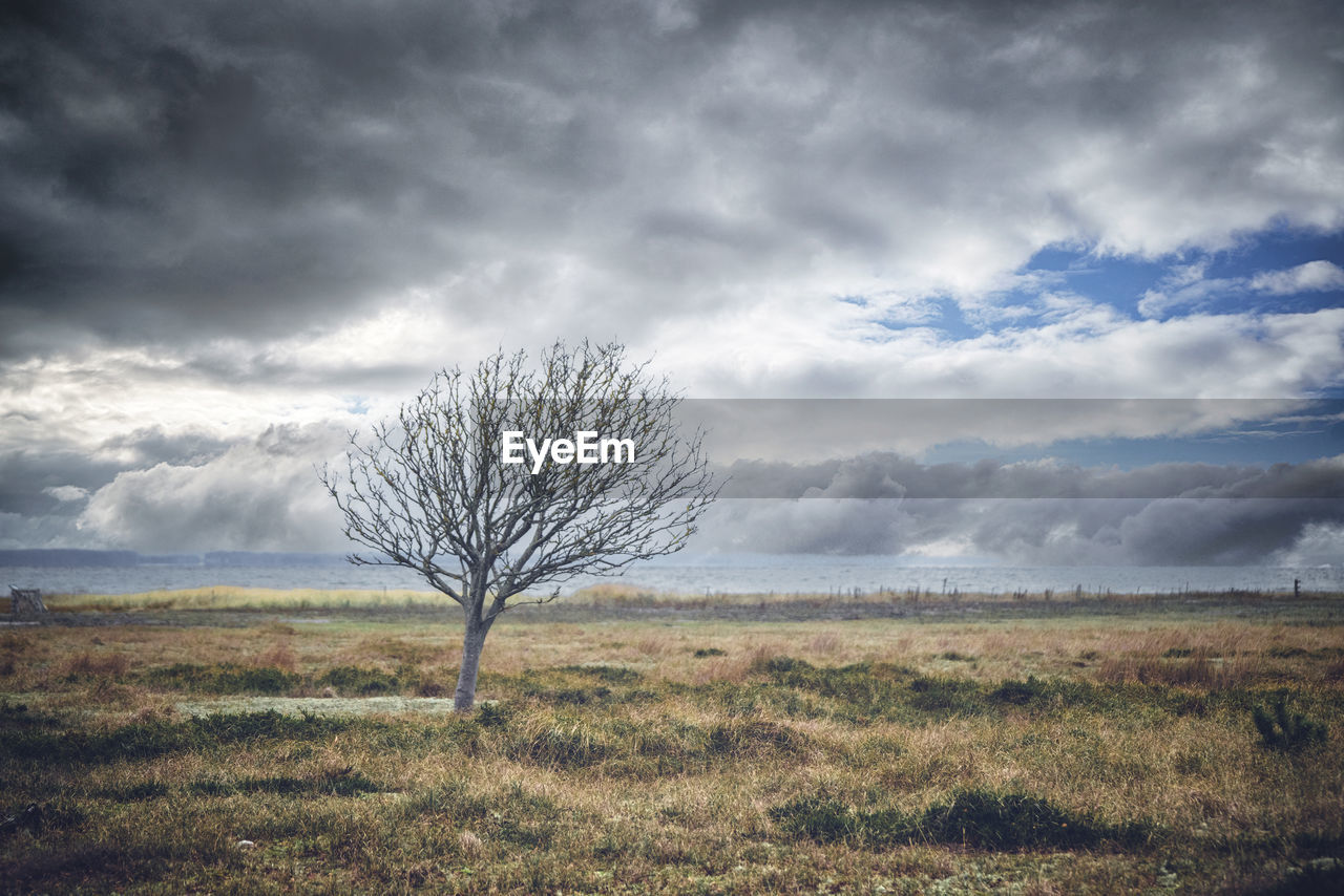 VIEW OF BARE TREE ON FIELD