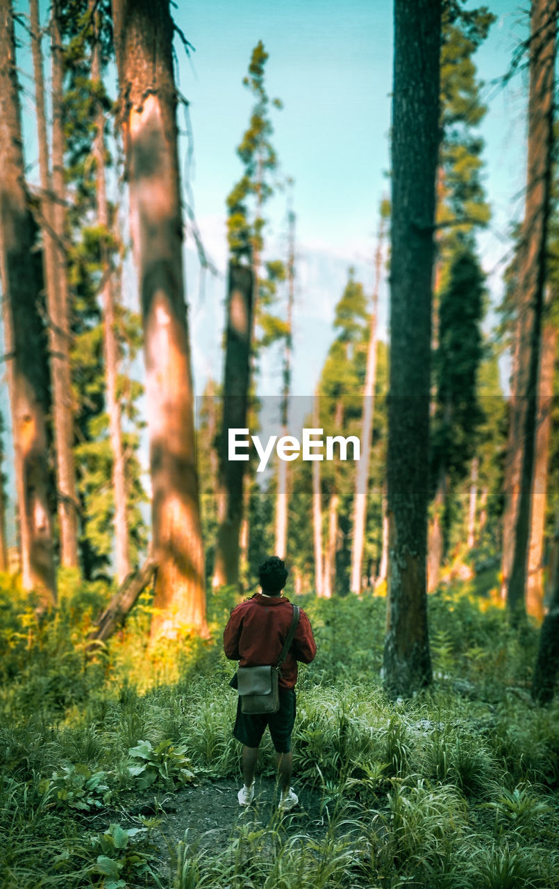 rear view of woman walking on field in forest