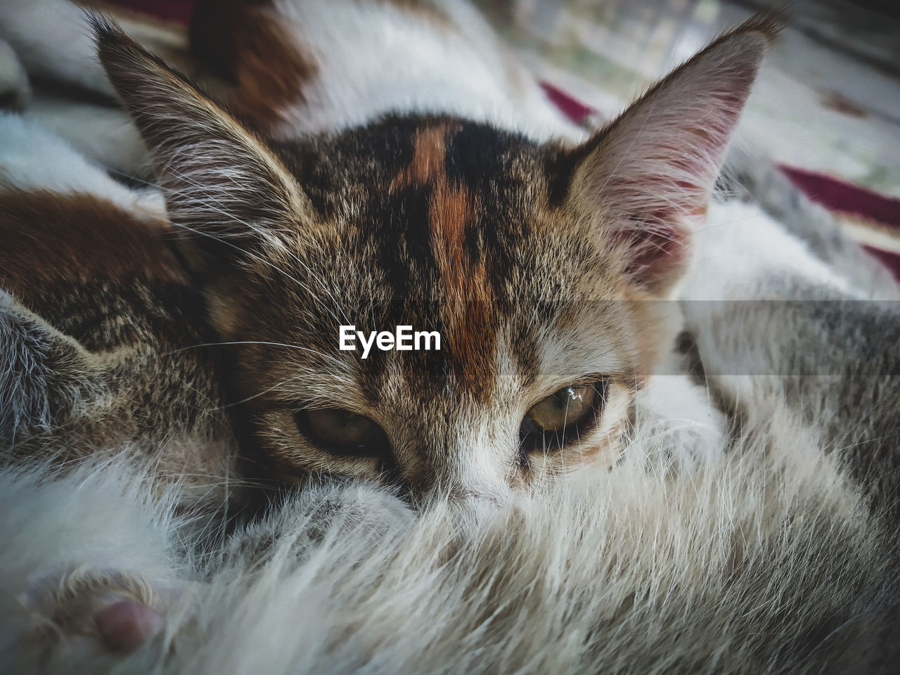 CLOSE-UP PORTRAIT OF A CAT WITH EYES