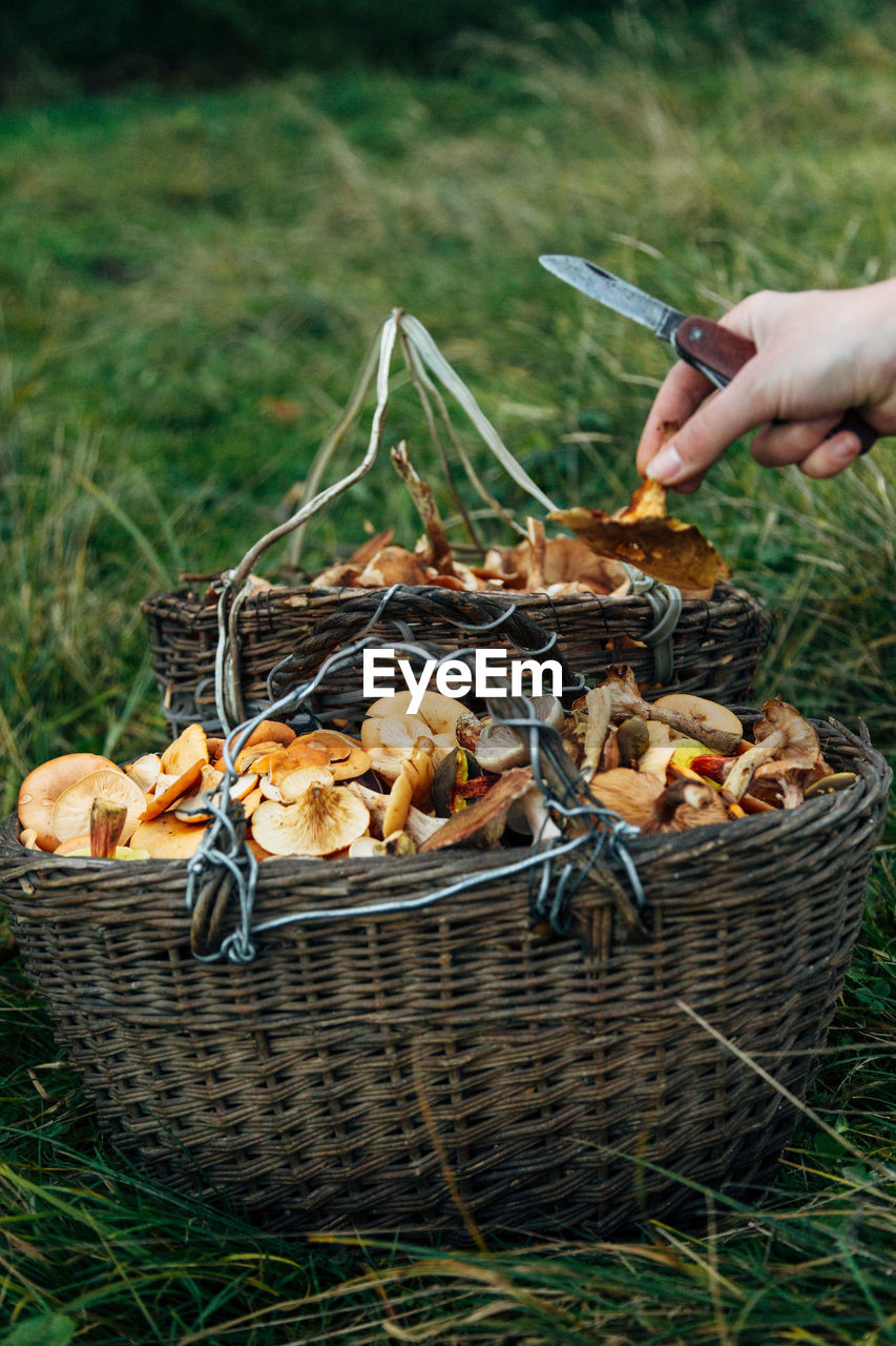 HAND HOLDING MUSHROOM IN BASKET