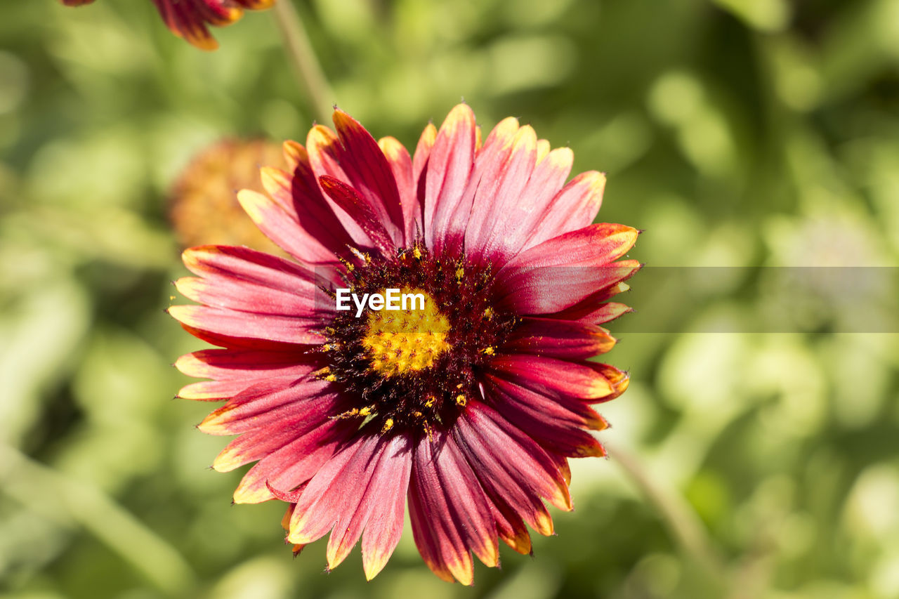 Close-up of pink flower blooming outdoors