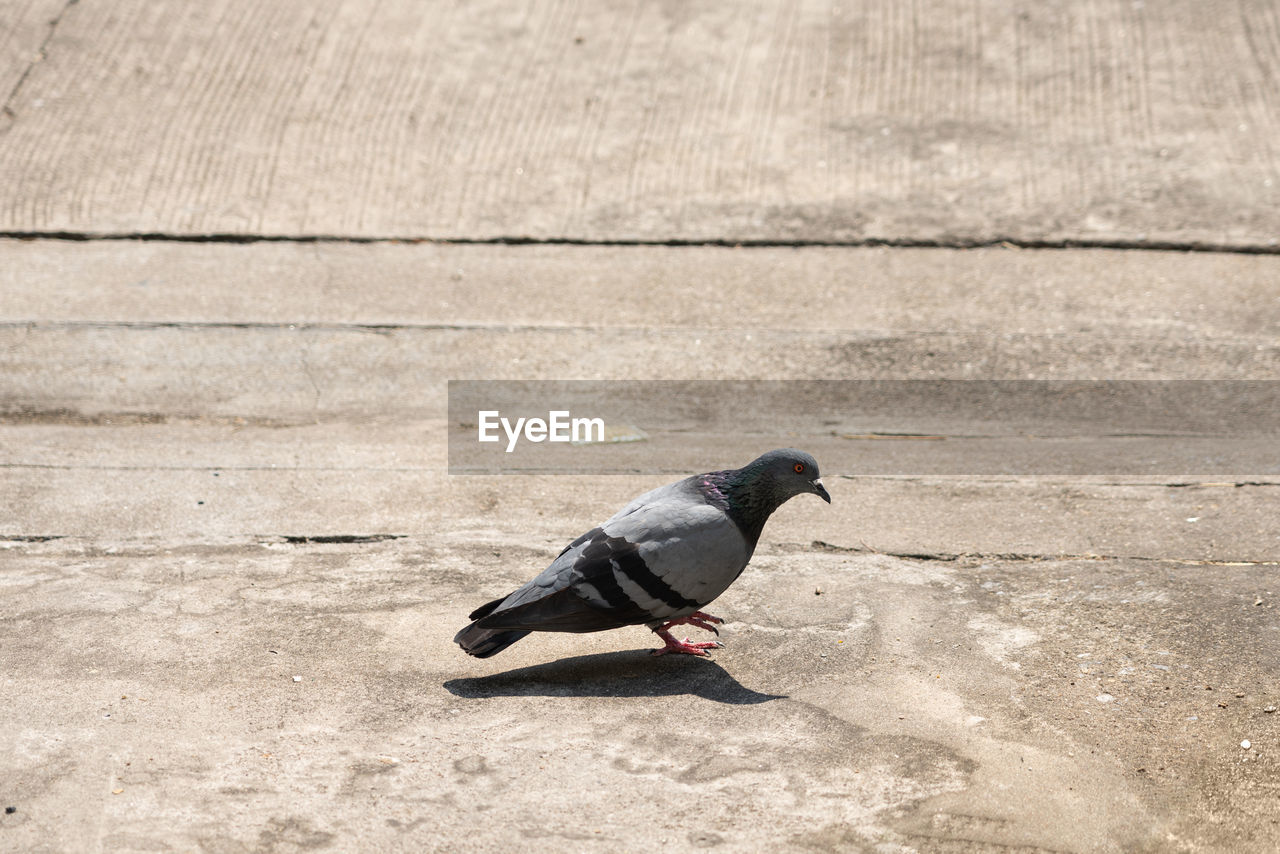 HIGH ANGLE VIEW OF PIGEON PERCHING ON A BIRD