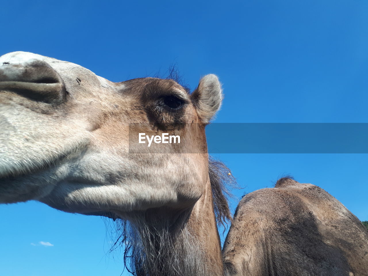 Close-up of a camel against blue sky