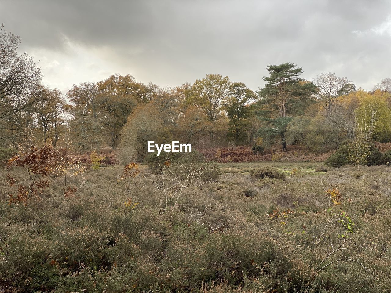 TREES GROWING ON LAND