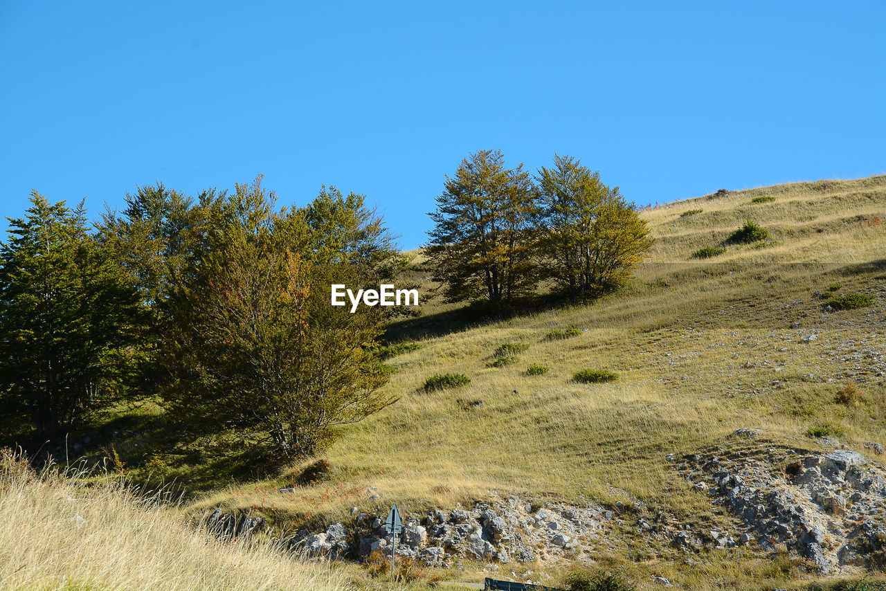 Trees against clear blue sky