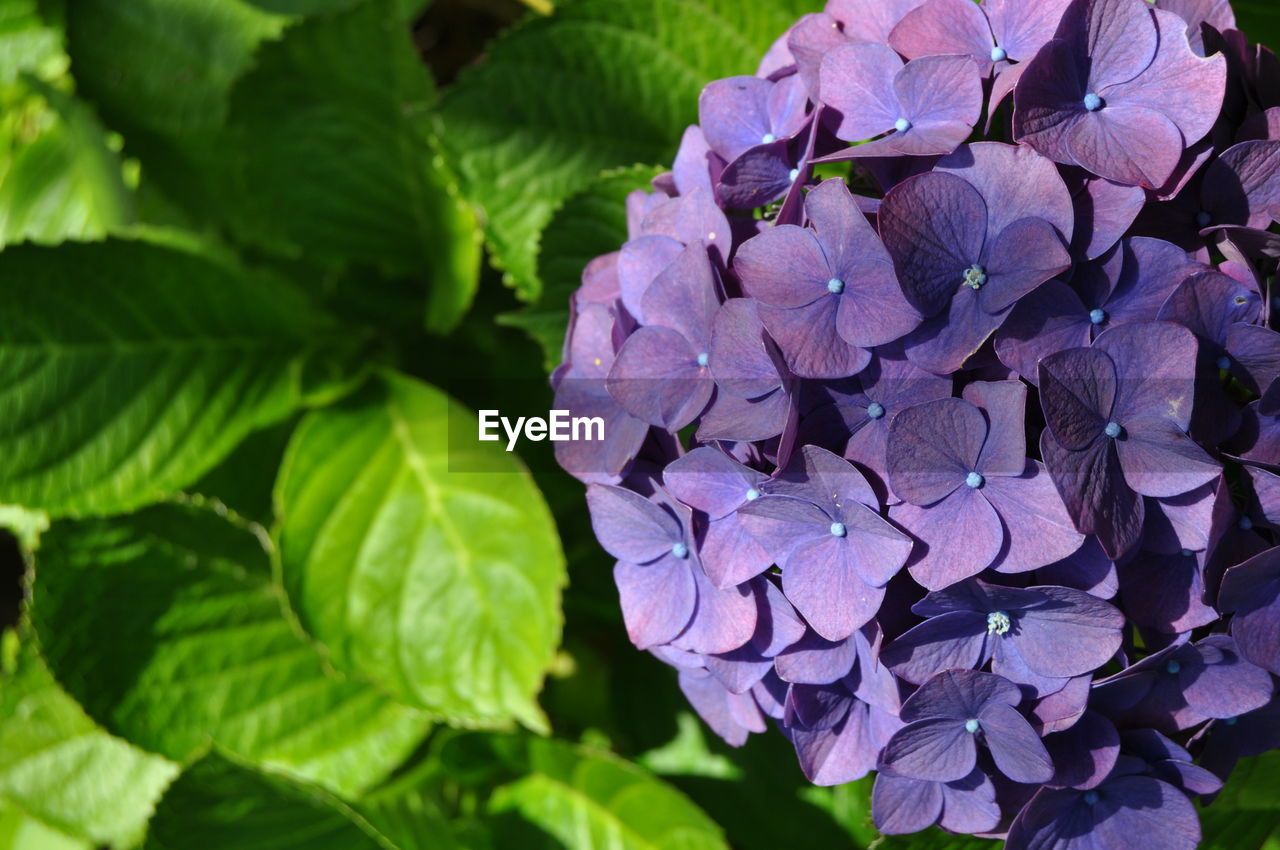 Close-up of purple hydrangea growing on plant