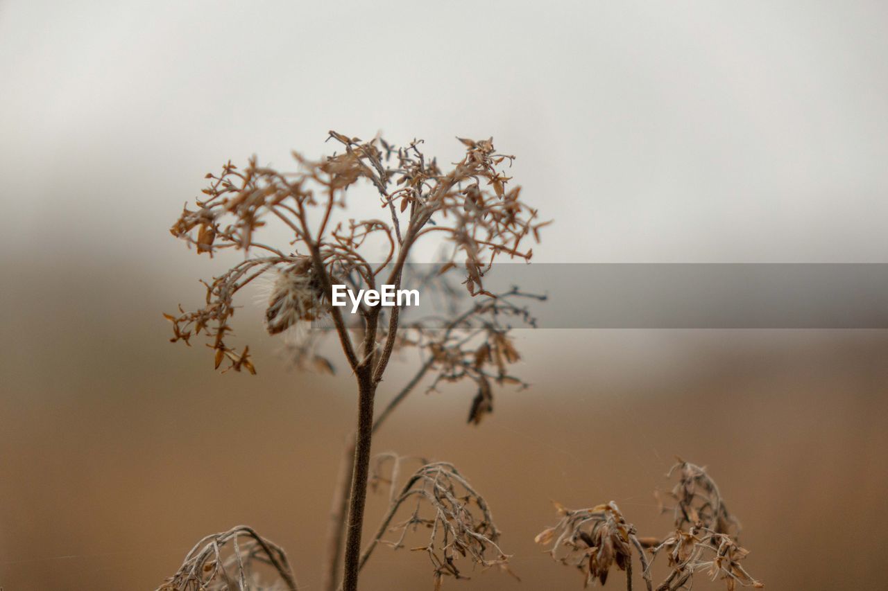 branch, plant, nature, tree, twig, morning, beauty in nature, leaf, flower, sky, no people, close-up, macro photography, fog, outdoors, tranquility, landscape, plant stem, environment, growth, scenics - nature, focus on foreground, winter, blossom, dry, sunlight, land, flowering plant