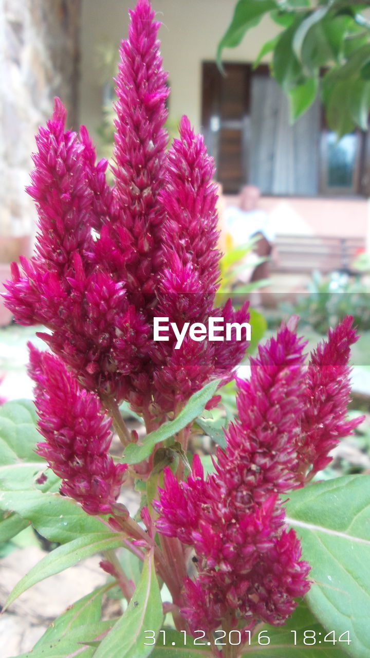 PINK FLOWERS BLOOMING OUTDOORS