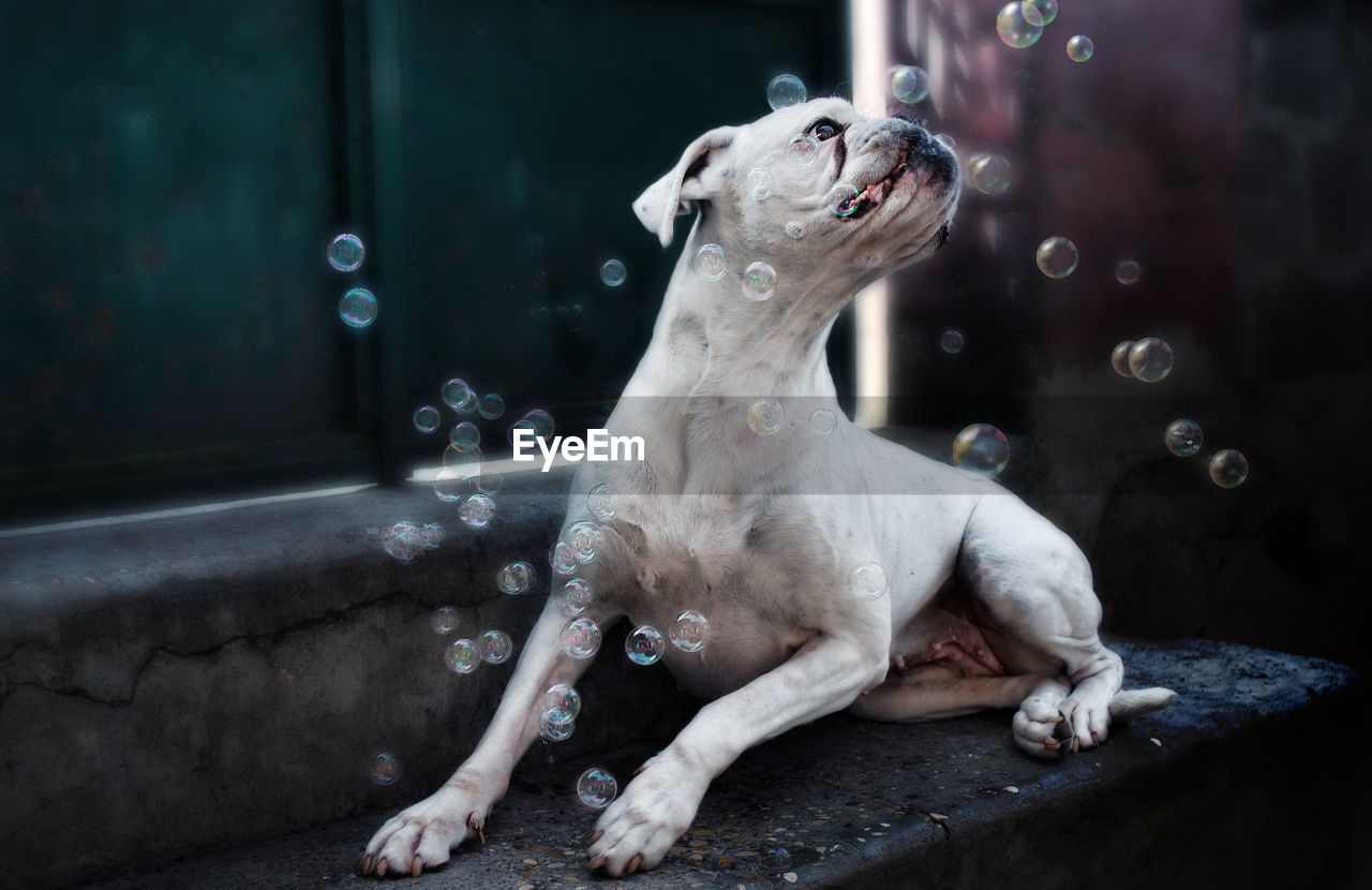 Close-up of boxer resting on steps amidst bubbles in mid-air