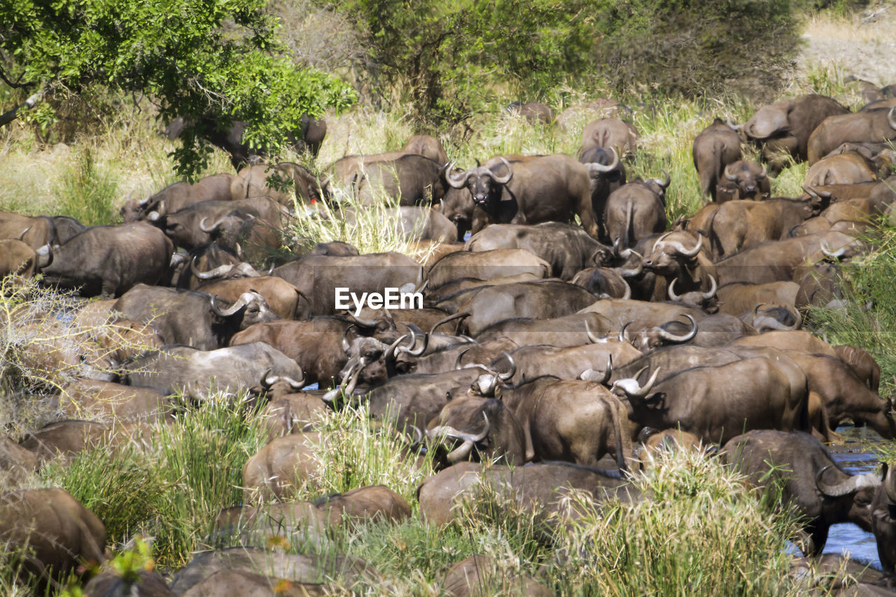 HERD OF SHEEP IN THE ANIMAL