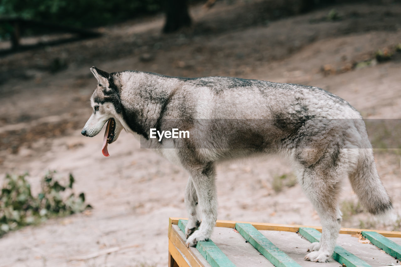 high angle view of a dog