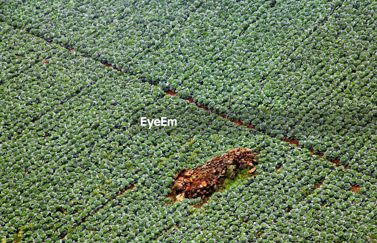 High angle view of lizard on field